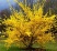 Forsythia Lynwood.jpg